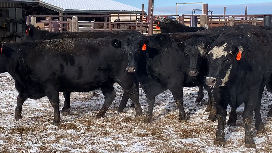 BC1218B 3-4 yr olds- Calve Feb. 10th 60 days!